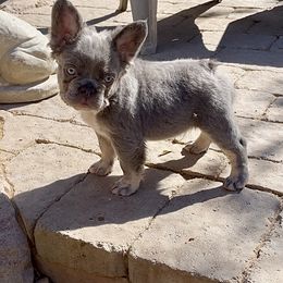 Bulldog and French Bulldog Puppies from Let it Ride Bulldogs