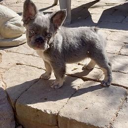 Bulldog and French Bulldog Puppies from Let it Ride Bulldogs