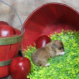 Pumpkin - Red sable male Havanese puppy in Salt Lake City, Utah from Steal Your Heart Havanese