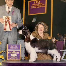 Gretchen - English Springer Spaniel