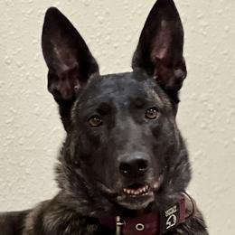 Dyna - Dutch Shepherd