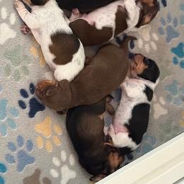 Dachshund Puppies from Drift & Dash Dachshunds