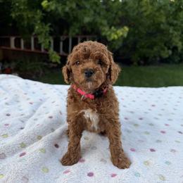 Pink - Red  female Goldendoodle puppy in Citrus Heights, California from Tanya's Goldendoodles