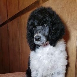 Poodle Puppies from Artista Poodles