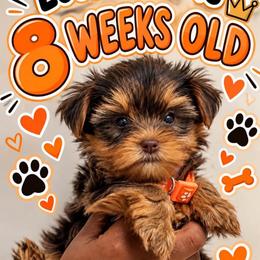 Orange - Michael - Chocolate and tan male Yorkshire Terrier puppy in Jacksonville, Florida from TLJ Choco Yorkie Love