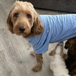 Cockapoo and Goldendoodle Puppies from Capital Doodles