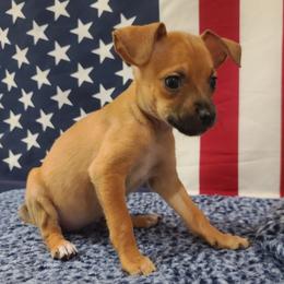 Roxy - Fawn and white female Chihuahua puppy in Mesa, Arizona from Sun Valley Kennels