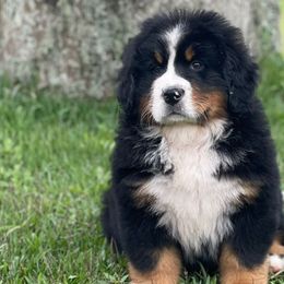 Bernese Mountain Dogs and Saint Bernards from Buendias Ranch Saint Bernards & Bernese Mountain Dogs