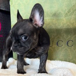 Kalea - Tricolors female French Bulldog puppy in Riverview, Florida from The Frenchie Lady Co.