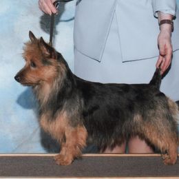 Australian Terriers from Redwing Australian Terriers