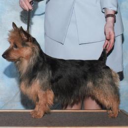 Australian Terriers from Redwing Australian Terriers