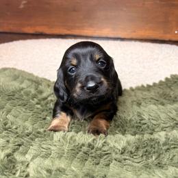 Sunny - Black and tan male Dachshund puppy in Washburn, Tennessee from Clinch Mountain Dachshunds