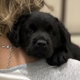 Labrador Retrievers from Bridgecreek Kennels