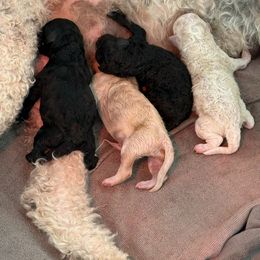 Black boy - Black male Goldendoodle puppy in Colchester, Connecticut from Top of the Hill Doodles