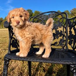 Cream - Cream male Aussiedoodle puppy in Crawford, Mississippi from Magnolia State Poodles and Doodles