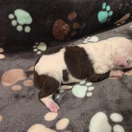 Boy 3 - Brown and white male Portuguese Water Dog puppy in Indianola, Utah from Mlee puppies
