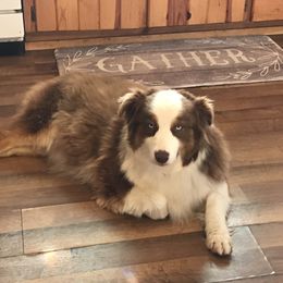 Dreamer - Australian Shepherd