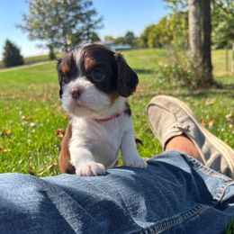 Choc tri pink - Chocolate female Cavalier King Charles Spaniel puppy in Greenleaf, Wisconsin from Ledgetop Family Cavaliers