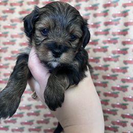 Havapoos and Poodles from Pepper Potts Puppies