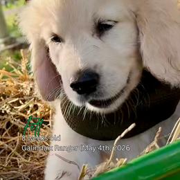 Fett - Light golden male Golden Retriever puppy in Cashion, Oklahoma from Aurum Purus Golden Retrievers