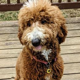 Isla - Goldendoodle