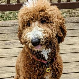 Isla - Goldendoodle