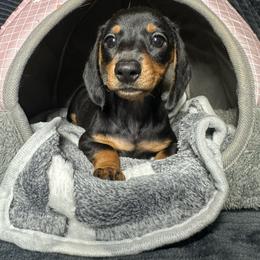 Black-Tan Female - Black and tan female Dachshund puppy in Newark, Ohio from Freyja’s Legacy Dachshunds