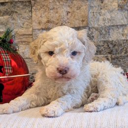 Quartz - Off-white male Lagotto Romagnolo puppy in West Jordan, Utah from Salt Lake Lagotto