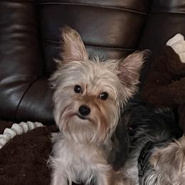 Gizmo - Yorkshire Terrier