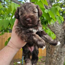 Girl 1 - Liver female Miniature Schnauzer puppy in Lake Charles, Louisiana from Du Lac Miniature Schnauzers
