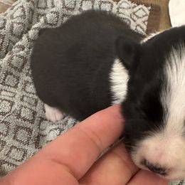 Girl 1 - Border Collie puppy in Barnstead, New Hampshire from Pettigrew's Border Collies