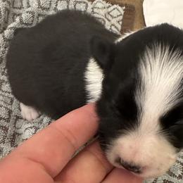 Girl 1 - Border Collie puppy in Barnstead, New Hampshire from Pettigrew's Border Collies
