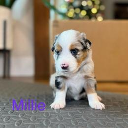 Millie - Blue merle female Miniature Australian Shepherd puppy in Austin, Texas from Dripping Springs Mini Aussies