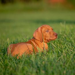 German Shorthaired Pointer and Vizsla Puppies from Nosam Kennels