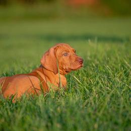German Shorthaired Pointer and Vizsla Puppies from Nosam Kennels
