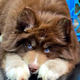 Cherokee - Red and white male Siberian Husky puppy in East Tawas, Michigan from BurnsBerg's Woolies