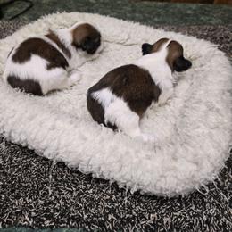 Boy 1 - Gold and white male Shih Tzu puppy in Hampstead, Maryland from Shawny's Shih Tzus