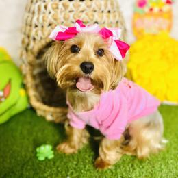 Aminah - Yorkshire Terrier