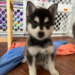 Jet - Black and white male Alaskan Klee Kai puppy in Palm Harbor, Florida from Klee Kai Breeders with Love