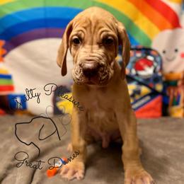 Sunflower - Sunny - Fawn male Great Dane puppy in Norton, Ohio from Guilty Pleasure Great Danes & Frenchies