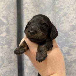 Black and tan male 2 - Black and tan male Dachshund puppy in Bowling Green, Kentucky from Dachshunds of the Valley