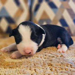 Tarragon - Black and white male Border Collie puppy in Dewey, Arizona from Fásach Stockdogs