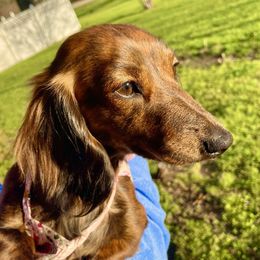 Nelly - Dachshund
