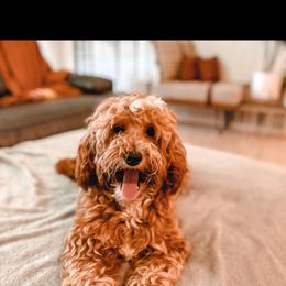 Pike - Goldendoodle