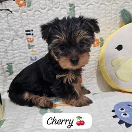 Girl 2 - Black and gold female Yorkshire Terrier puppy in Tamarac, Florida from Yorkiefamily7