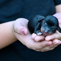 Black and tan - Black and tan female Dachshund puppy in Merkel, Texas from Ragan's Little Dachshunds
