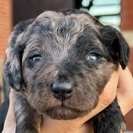 Indigo - Merle female Goldendoodle puppy in Philadelphia, Pennsylvania from Jah’s Retrievers
