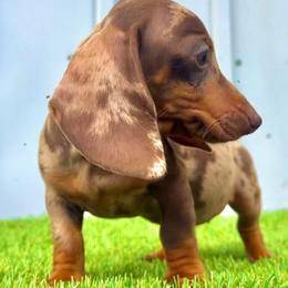 Dachshunds from Carrero’s Dachshunds
