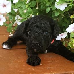Flash - Toy Poodle raised in home - Black male Poodle puppy in Falcon, Missouri from Cedar House Heritage Poodles | AKC Toy & Miniature Poodle Puppies Raised in Home