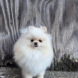 Lady - Cream female Pomeranian puppy in Brooklyn, New York from Svitlana's Pomeranians